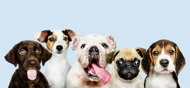 Em cartaz, o incentivo à adoção de animais!